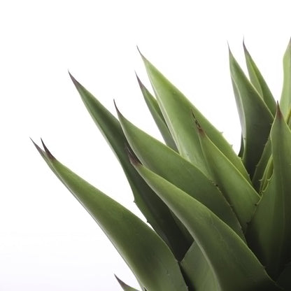 Agave Kunstplant - H80 x Ø80 cm - Groen